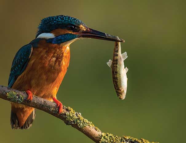 birdwatching-srilanka3