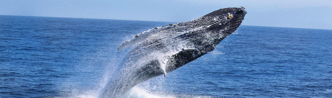Whale Watching In Mirissa