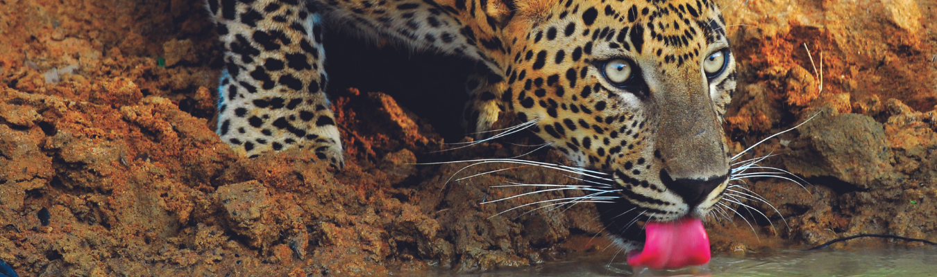 Yala National Park