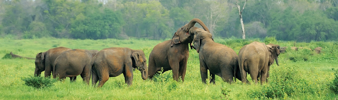 National Parks of Sri Lanka