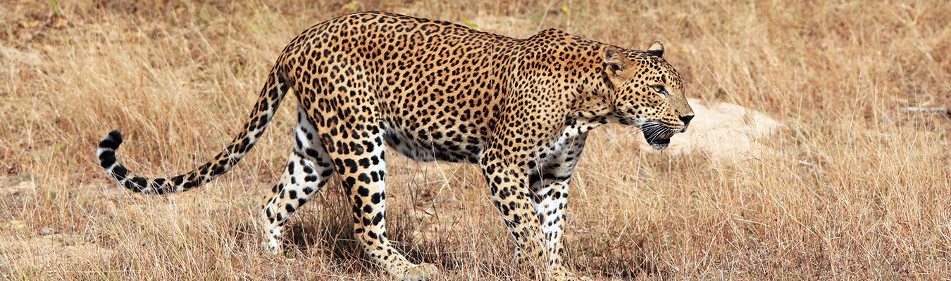 Sri Lankan Leopard
