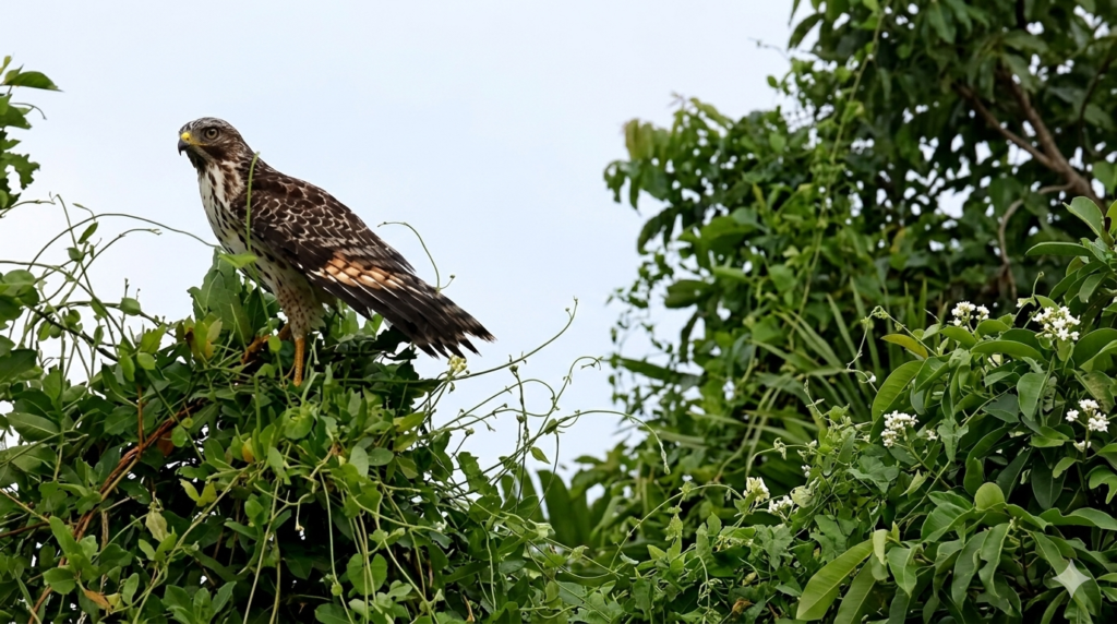 Sinharaja Forest Reserve Birds